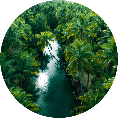 Forest vision – primary